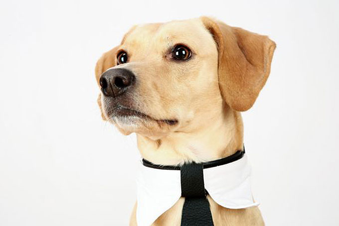 Hundeportrait mit Krawatte