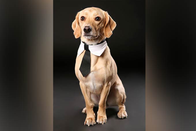 Familienfoto Baby mit Hund liegend